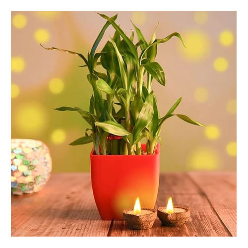 Lucky bamboo with Eco Friendly Diyas