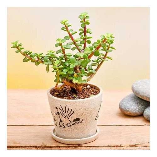 Enchanting Jade plant