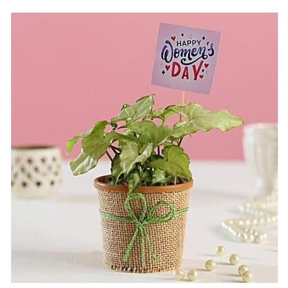 Syngonium Plant For Women’s Day