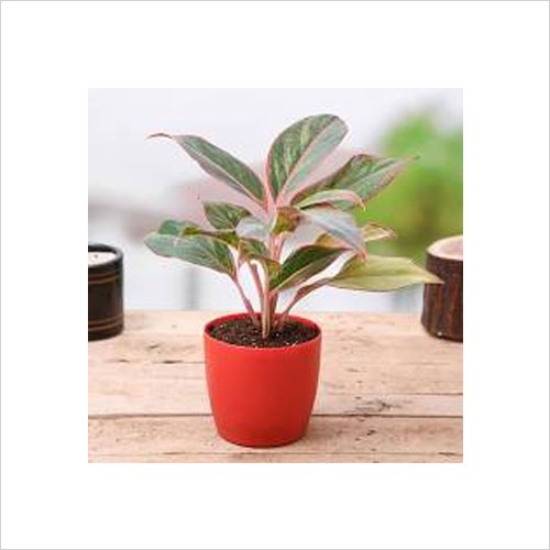 2 Layer Lucky Bamboo Plant In A Bowl With Pebbles