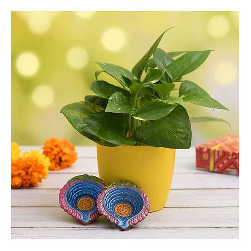 Air Purifying Green Money Plant for Clean Diwali