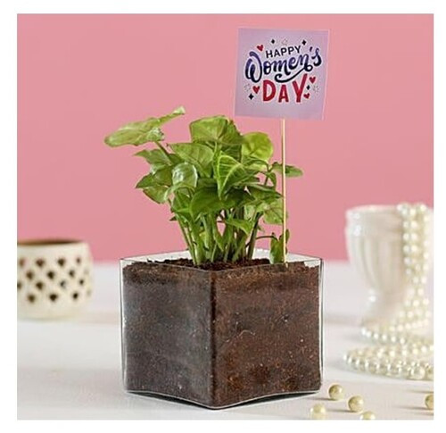 Syngonium Plant In Vase For Women’s Day